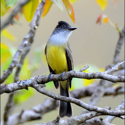 Dusky-capped Flycatcher